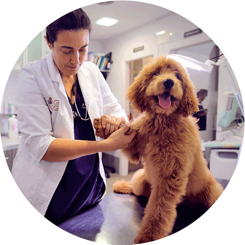 Tierarzt, der eine Hundepfote nimmt, rundes Foto