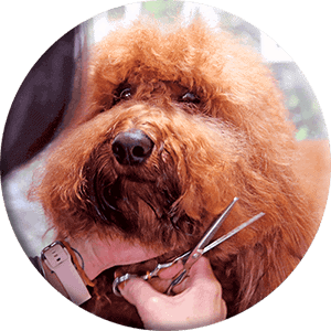 Scissoring image ronde des cheveux d'un chien