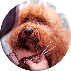 Scissoring image ronde des cheveux d'un chien