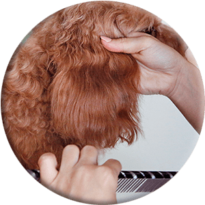pettinando un'immagine rotonda di un orecchio di cane