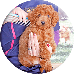 puppy and comb round image