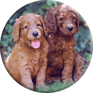 cuccioli di cane nella foto rotonda della natura