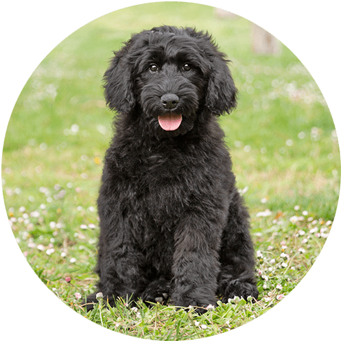 infografía Australian Cobberdog Labradoodle