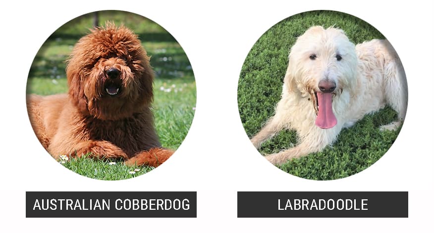 comparació Australian Cobberdog vs Labradoodle