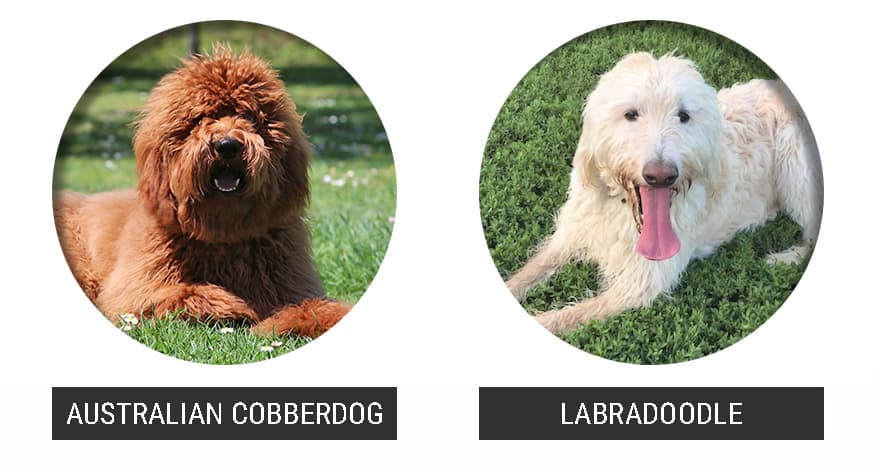 comparación Australian Cobberdog vs Labradoodle