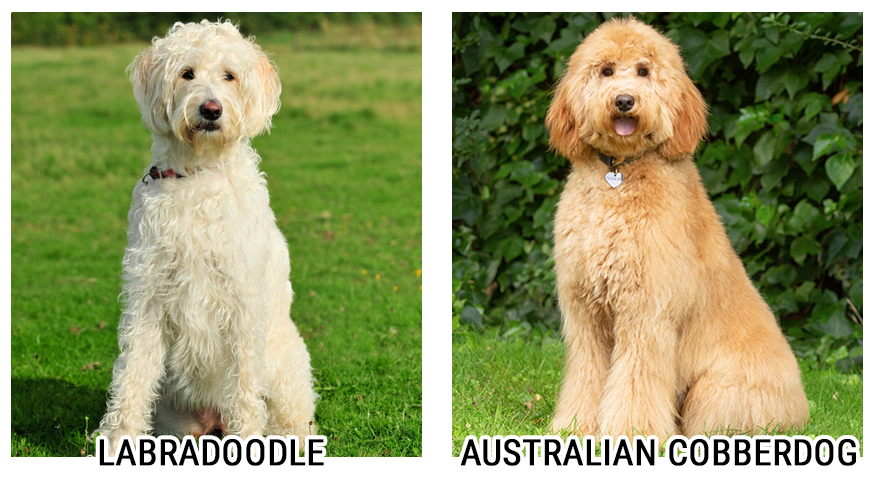 comparación Australian Cobberdog vs Labradoodle