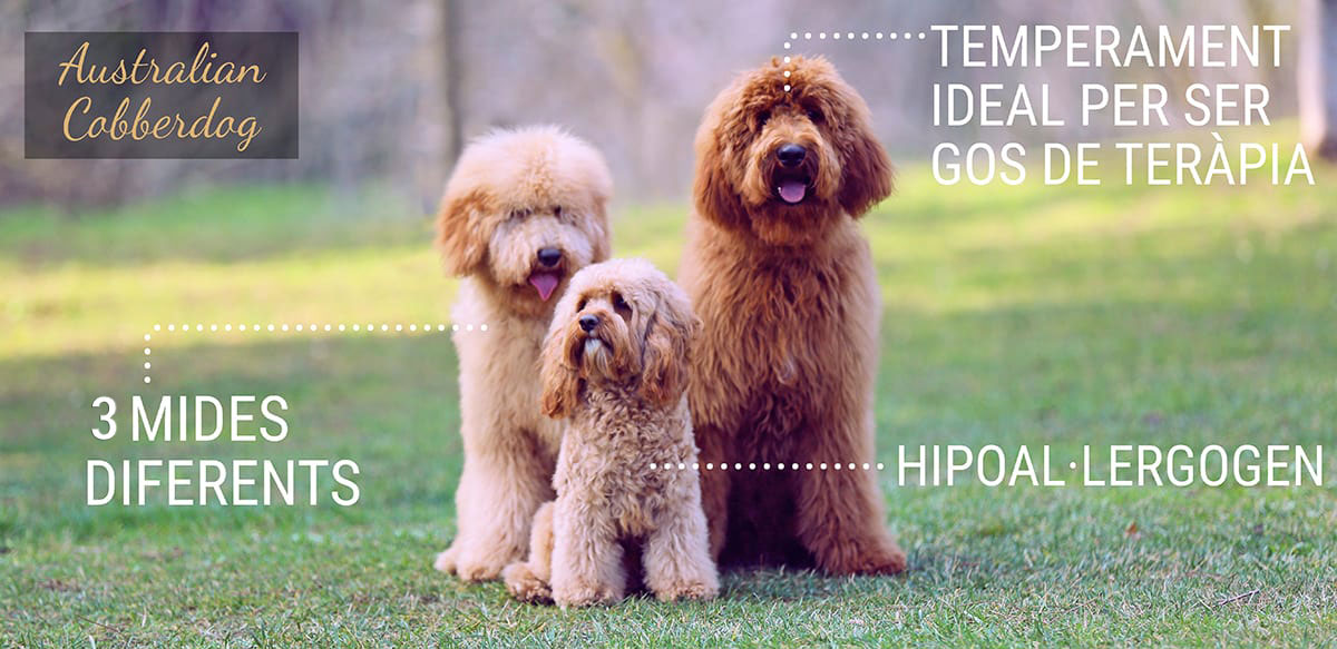 infografia Australian Cobberdog Labradoodle