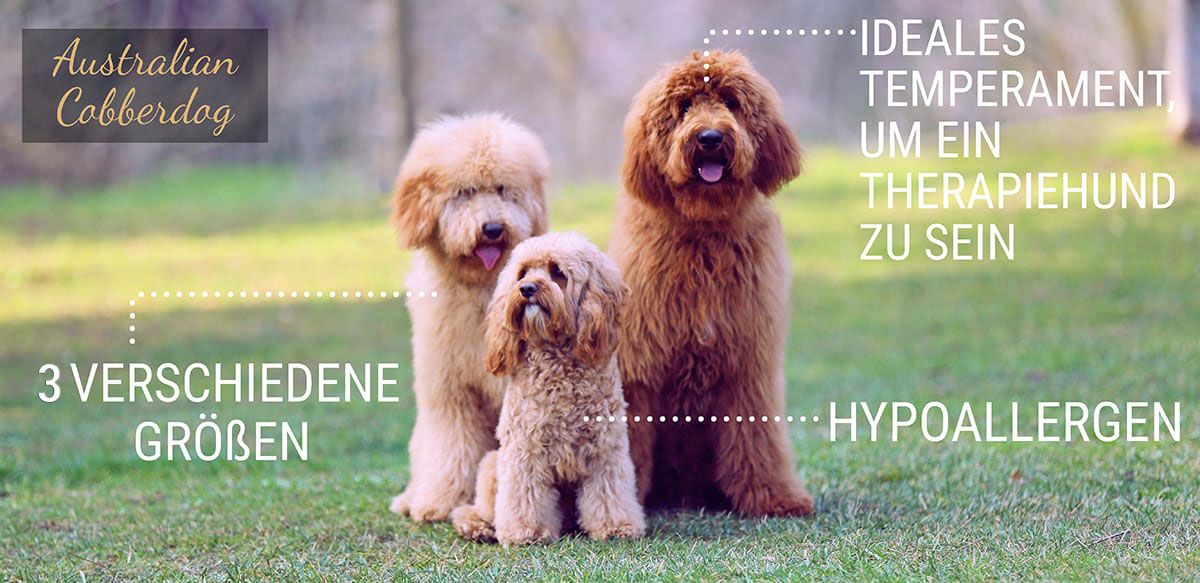 Australische Cobberdog Labradoodle Infografik