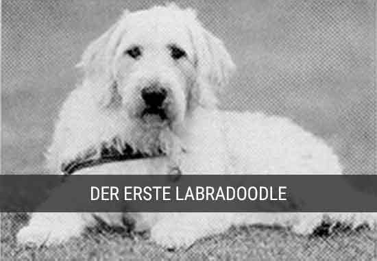 Das erste Labradoodle-Foto von Wally Conror