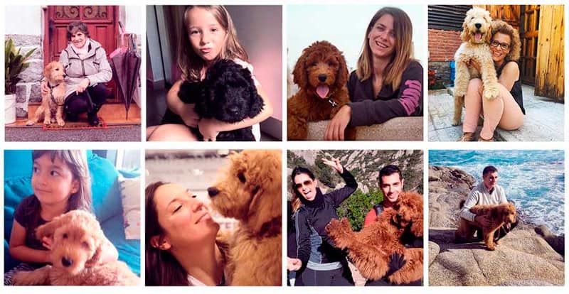 tamaño labradoodle, labradoodle miniatura, colores labradoodle, labradoodle rojo, labradoodle golden El Australian Cobberdog existe en 3 tamaños diferentes (miniatura, mediano y grande) y muchos colores y tonalidades que hacen de cada perro un ejemplar único