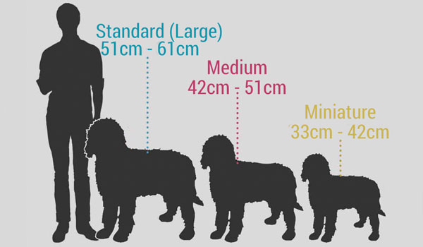 Australian Cobberdog sizes
