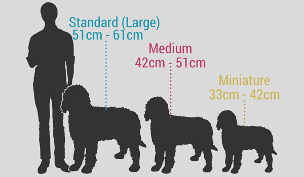 Shaded tromme Ydeevne Sizes and colours of the Cobberdog | DOGKING