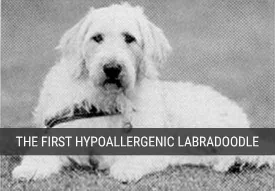 The first Labradoodle