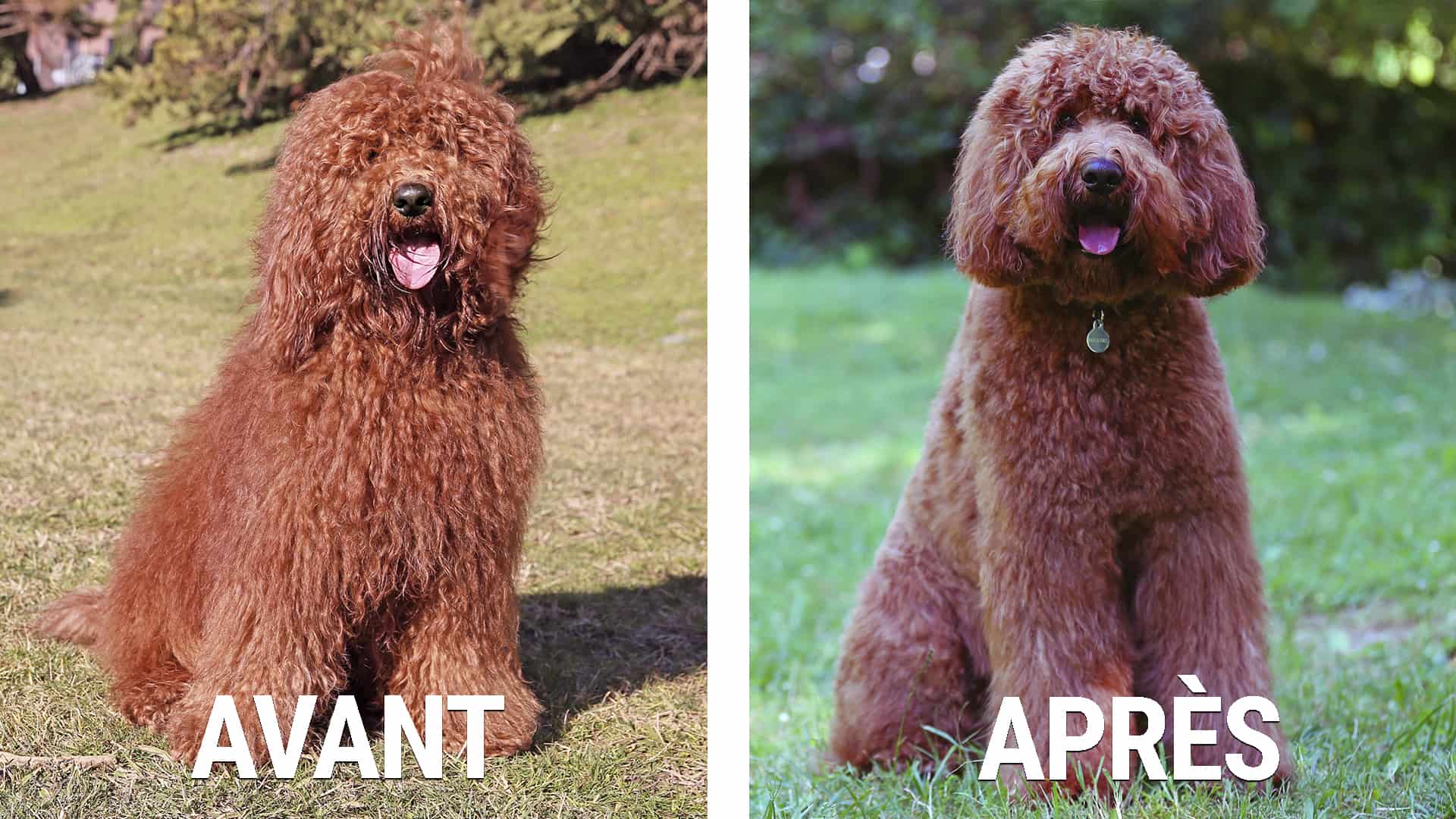 avant et après la séance de toilettage du chien Australian Cobberdog Labradoodle