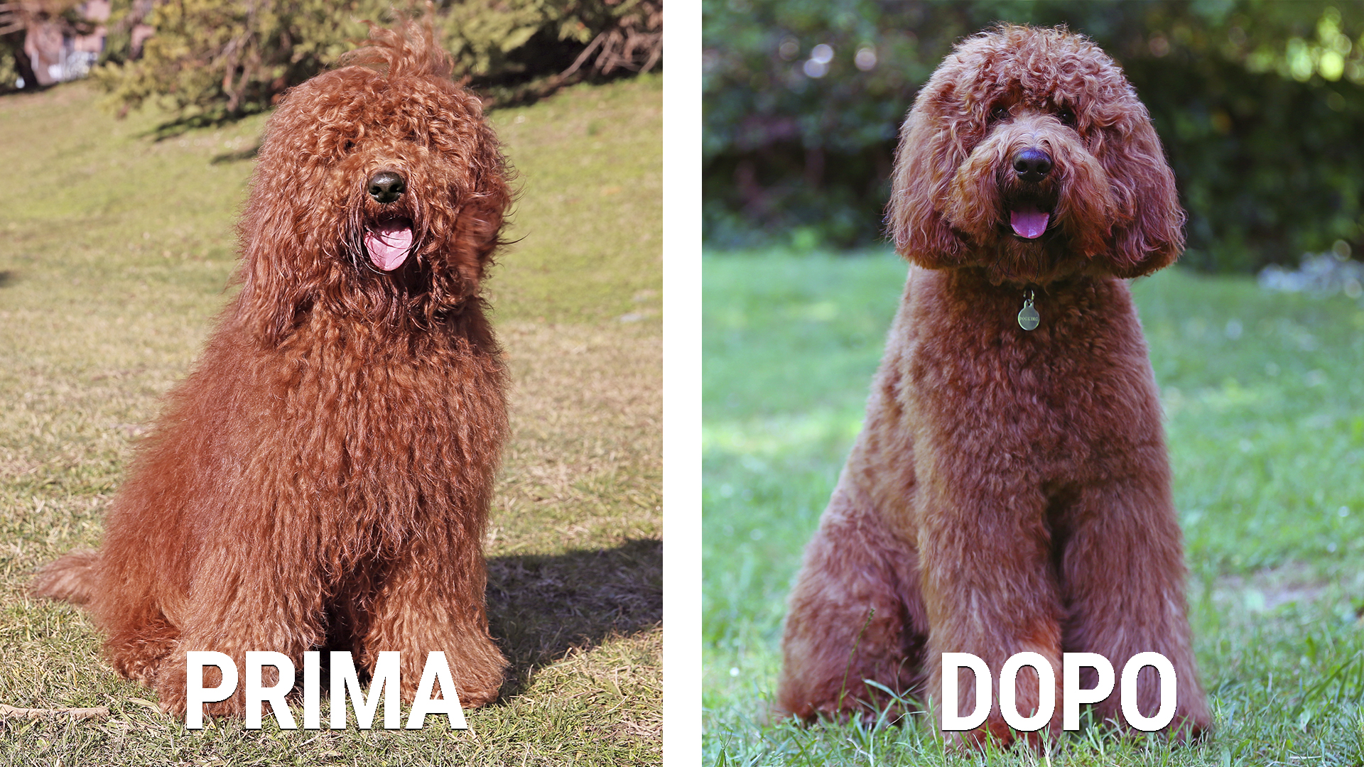Australian Cobberdog prima e dopo la toelettatura del cane Australian Cobberdog Labradoodle