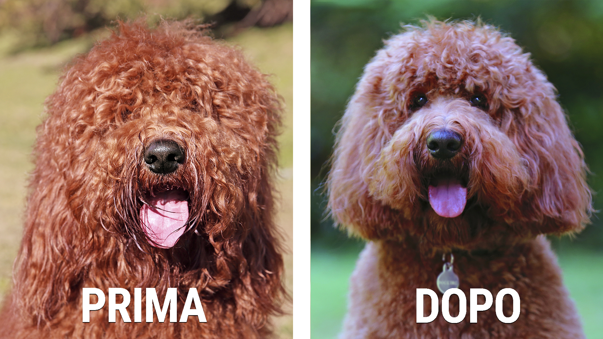 prima e dopo la toelettatura del cane Australian Cobberdog Labradoodle