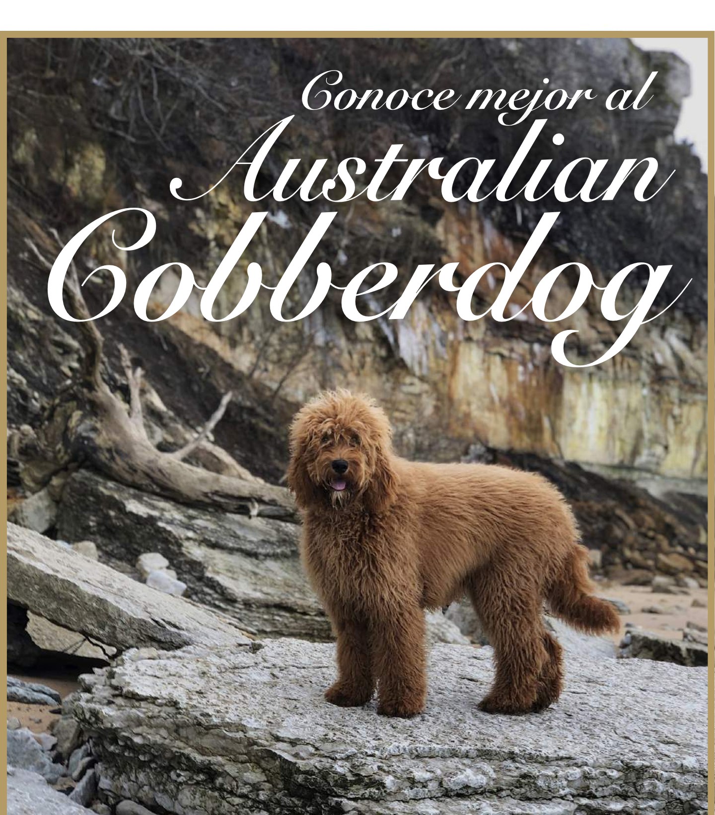 Adult Australian Cobberdog standing on rocks by the sea