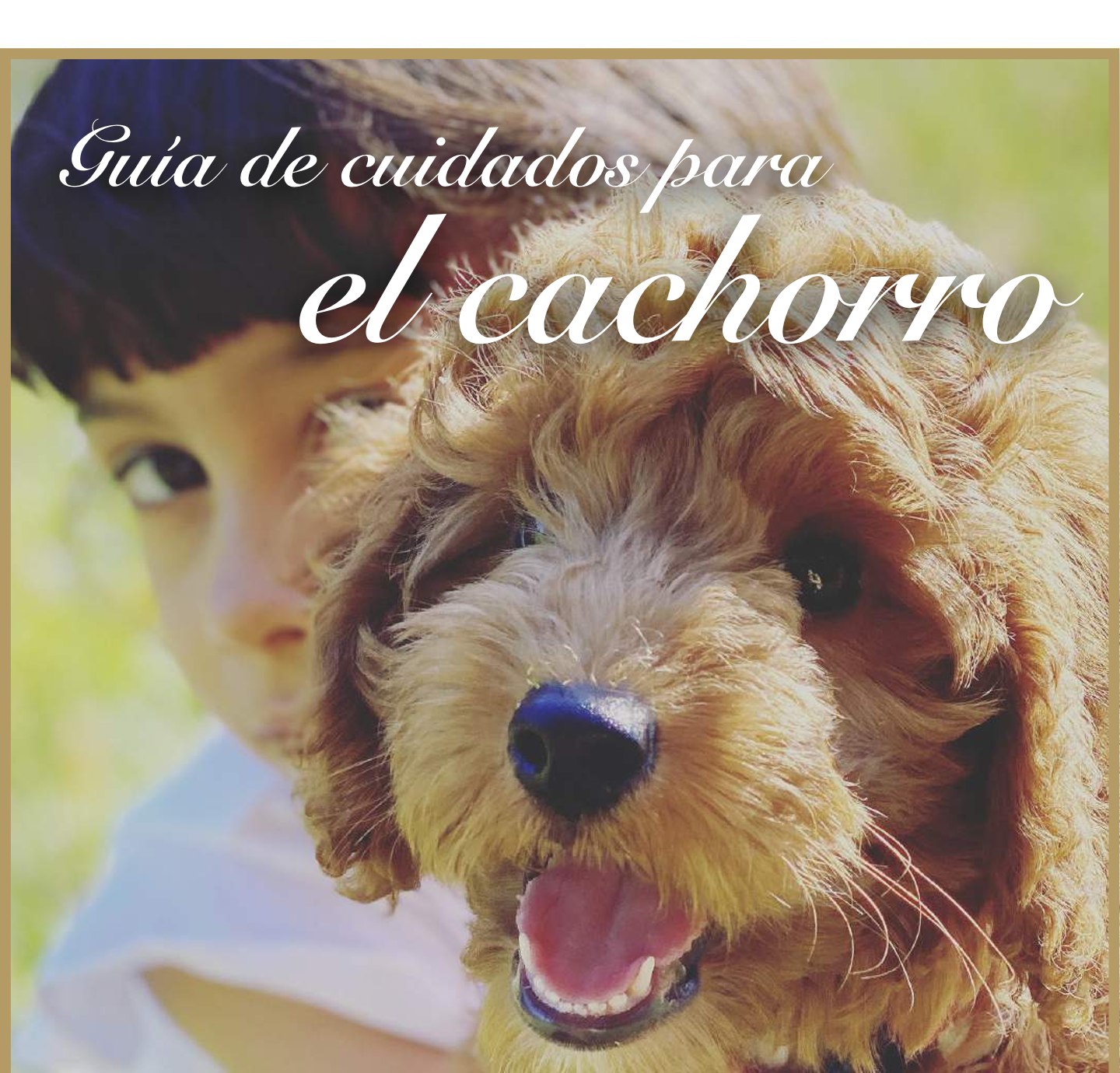 Child hugging the face of his Australian Cobberdog puppy