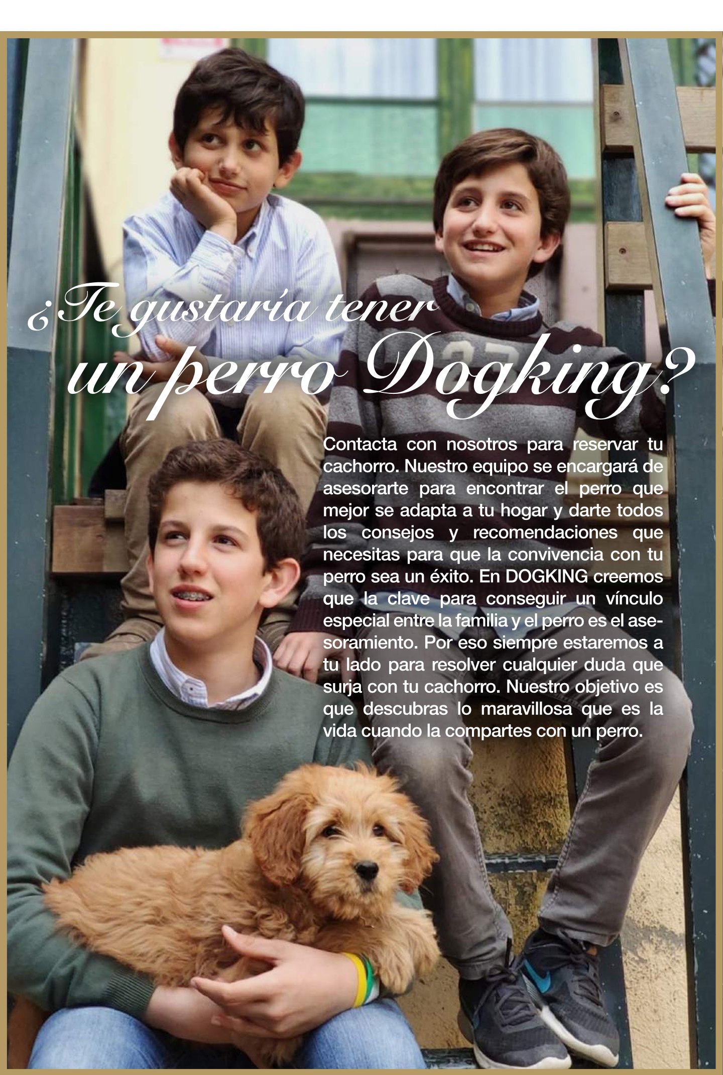 Two children on a ladder and a third holding an Australian Cobberdog puppy