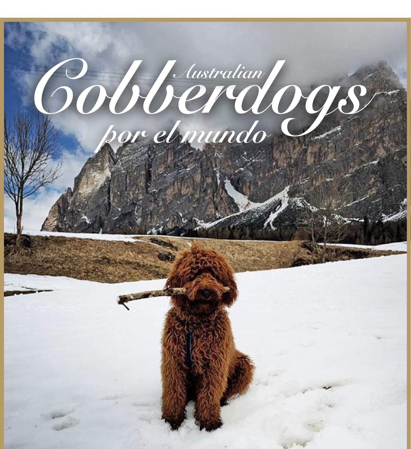 Australian Cobberdog in a snowy mountain landscape with a stick in its mouth