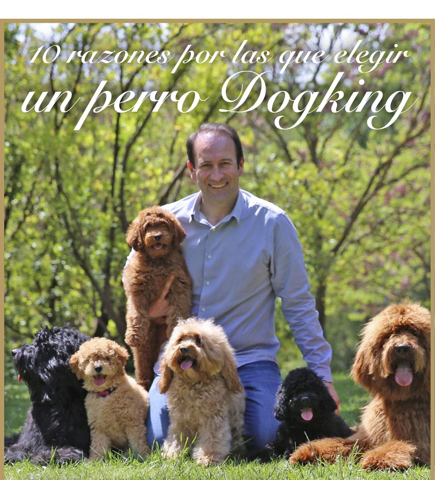 DOGKING trainer surrounded by several Australian Cobberdogs in the garden
