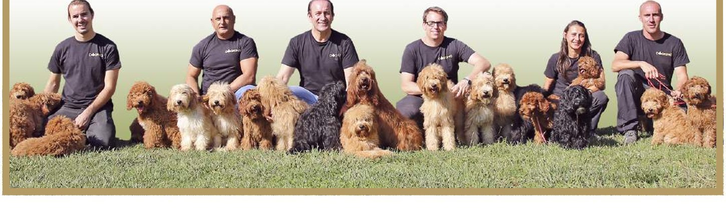 The DOGKING team posing in the garden surrounded by many Australian Cobberdogs of different colours