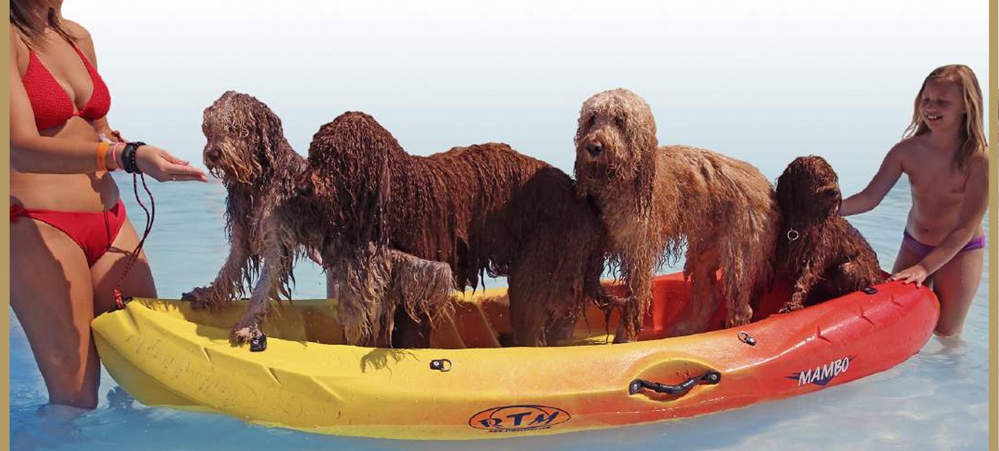 Several Australian Cobberdogs aboard a kayak at sea with their family