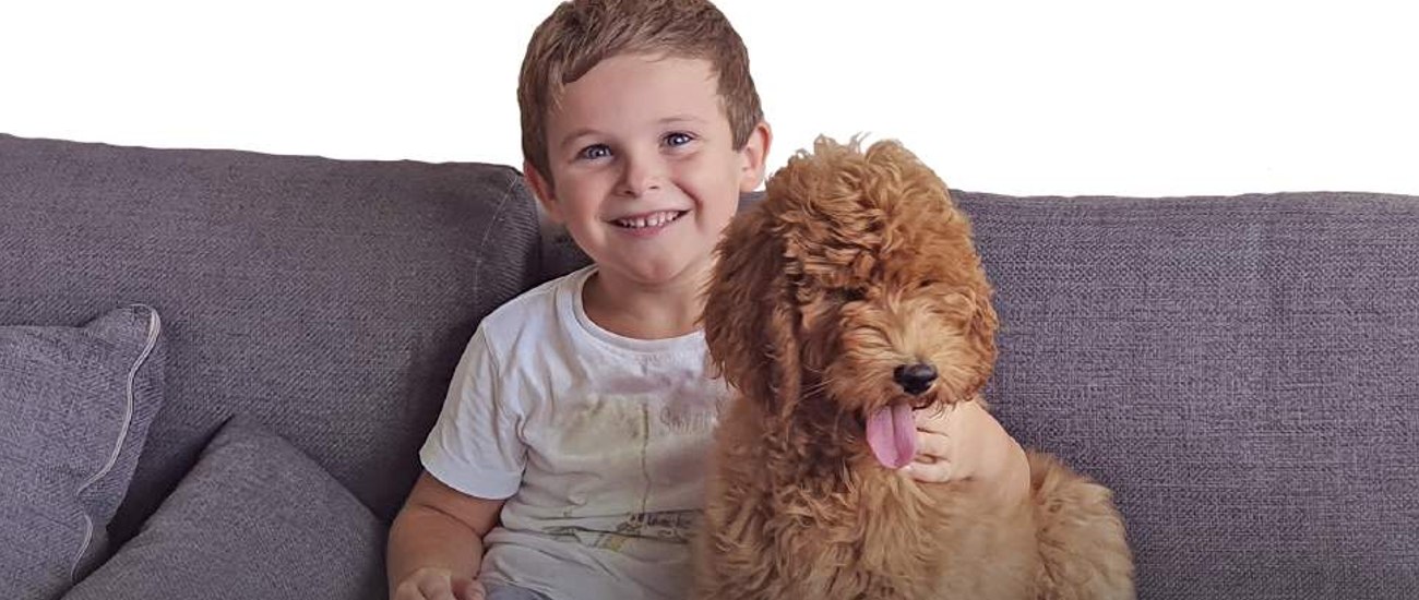 Smiling boy sitting on the sofa next to his Australian Cobberdog puppy