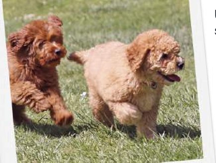 Australian Cobberdog puppies playing on the grass