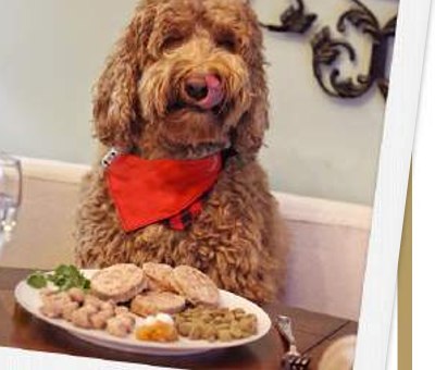 Australian Cobberdog sitting in front of a bowl of food