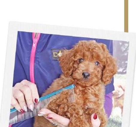 Australian Cobberdog puppy during its grooming and brushing routine