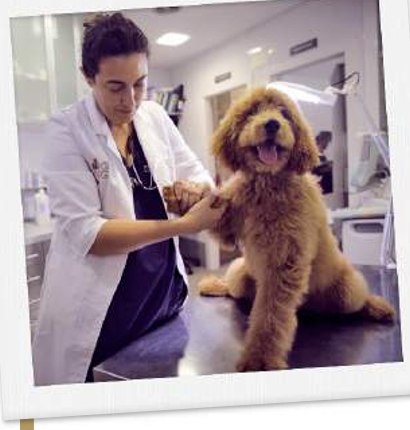 Vet examining an Australian Cobberdog puppy at the clinic