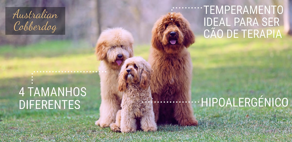 Australian Cobberdog Infográfico de Cobberdog Labradoodle australiano