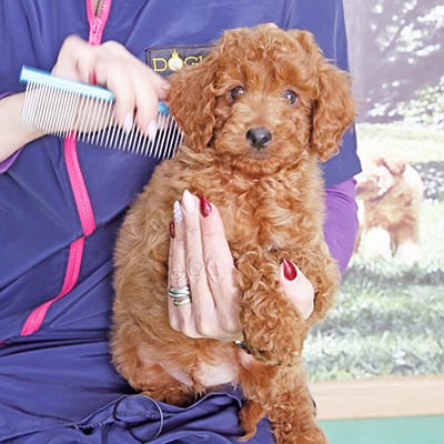 Combing a puppy, dog grooming