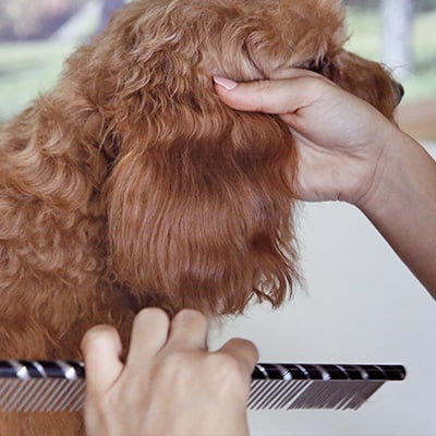 Pentinant una orella de gos, perruqueria canina