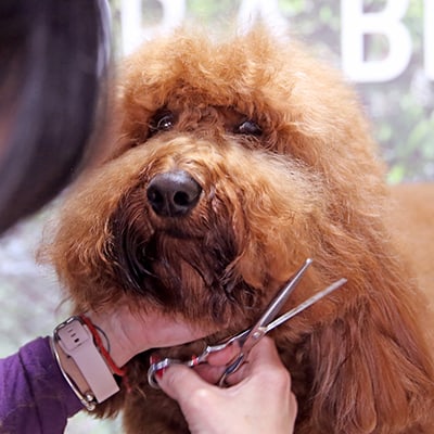 Haare aus dem Kopf eines Hundes schneiden, Hundepflege