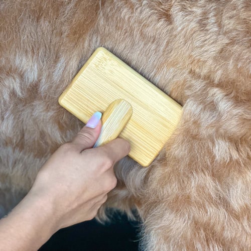 Grooming a dog, dog grooming