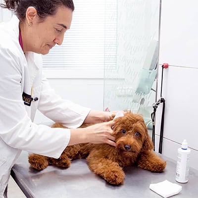 veterinario limpiando orejas perro