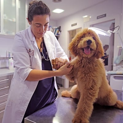 Tierarzt tastet die Pfote eines Hundes ab