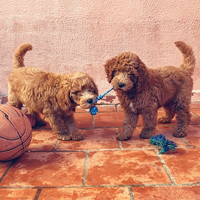 dos cachorros jugando con un juguete