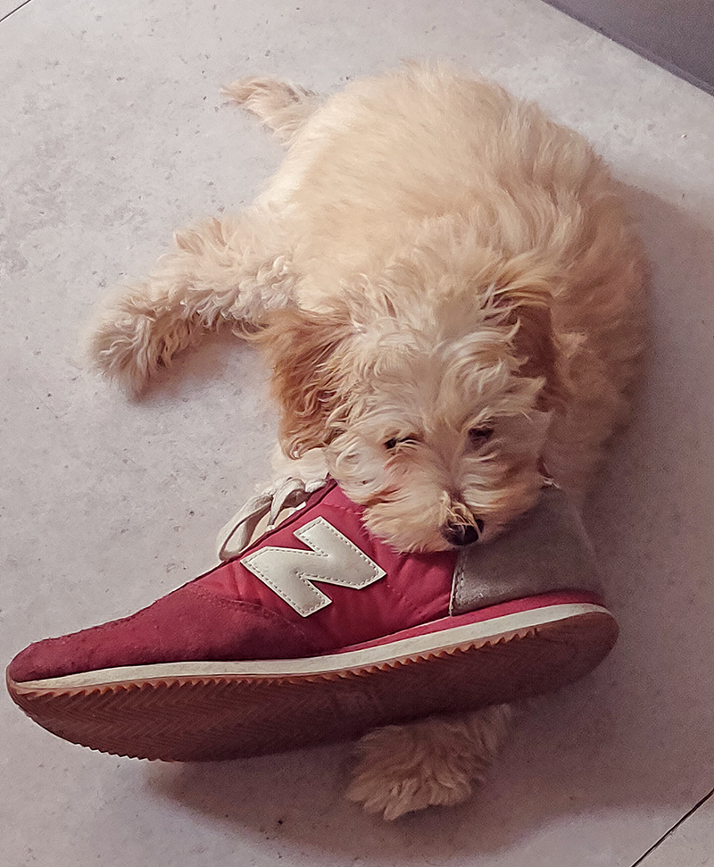 chiot mord une chaussure