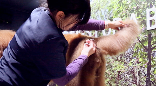 dog groomer cutting a dog's tail