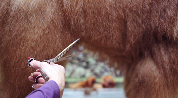 dog groomer cutting dog skirt