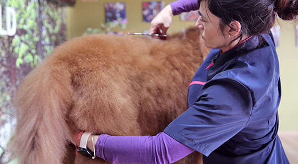 dog groomer cutting dog loin