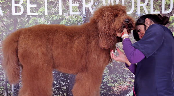 dog groomer cutting dog chest