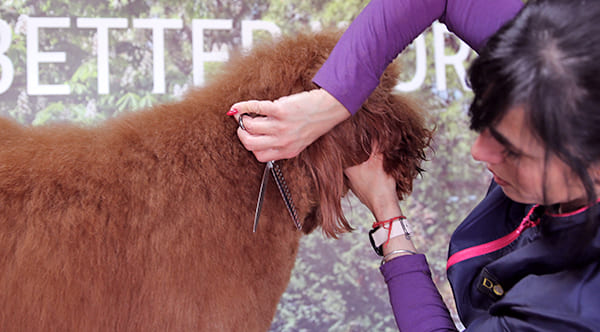 Hundefriseur, der den Hals des Hundes schneidet