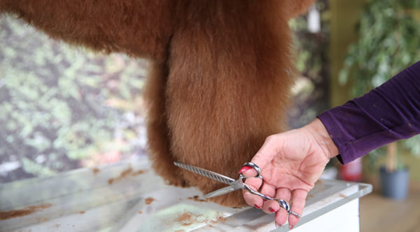 dog groomer cutting dog legs