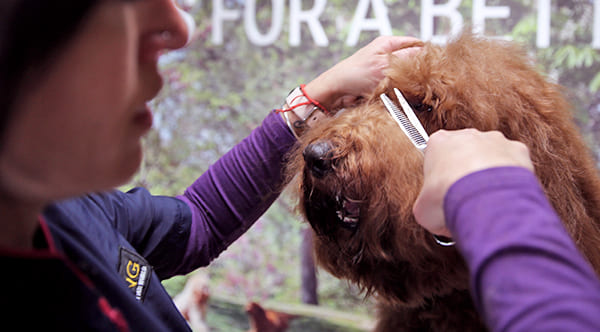 peluquera canina cortando flequillo de perro