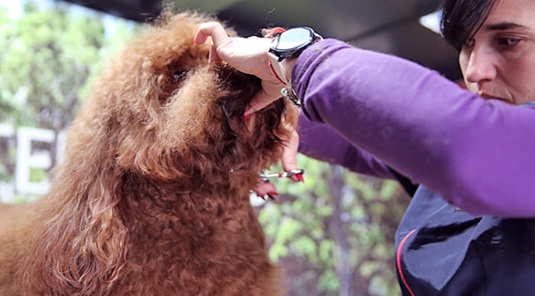 dog groomer cutting dog beard