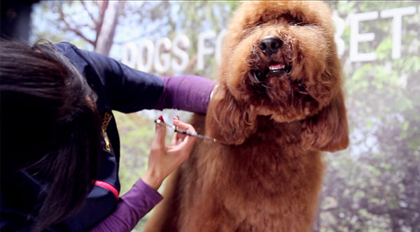 Hundefriseur schneidet Hundeohr